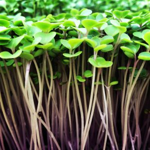 unnamed (1) 5 Most Commonly Asked Questions About Microgreens